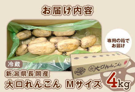75T-02【大口れんこん】新潟県長岡産レンコン4kg