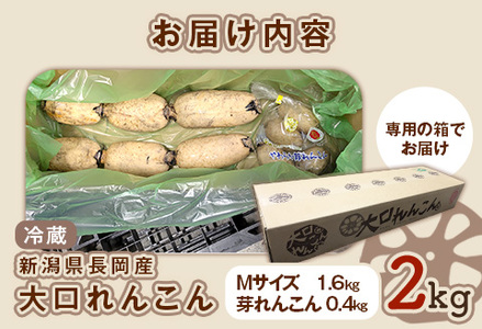 75T-05【大口れんこん】新潟県長岡産レンコン2kg（1.6kg+芽れんこん0.4kg）