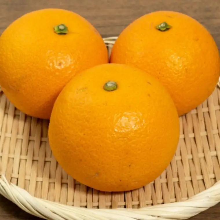 ［希少品］和歌山県産紅八朔約5kg（サイズ混合）★2027年１月下旬頃より順次発送［先行予約］［TM88］