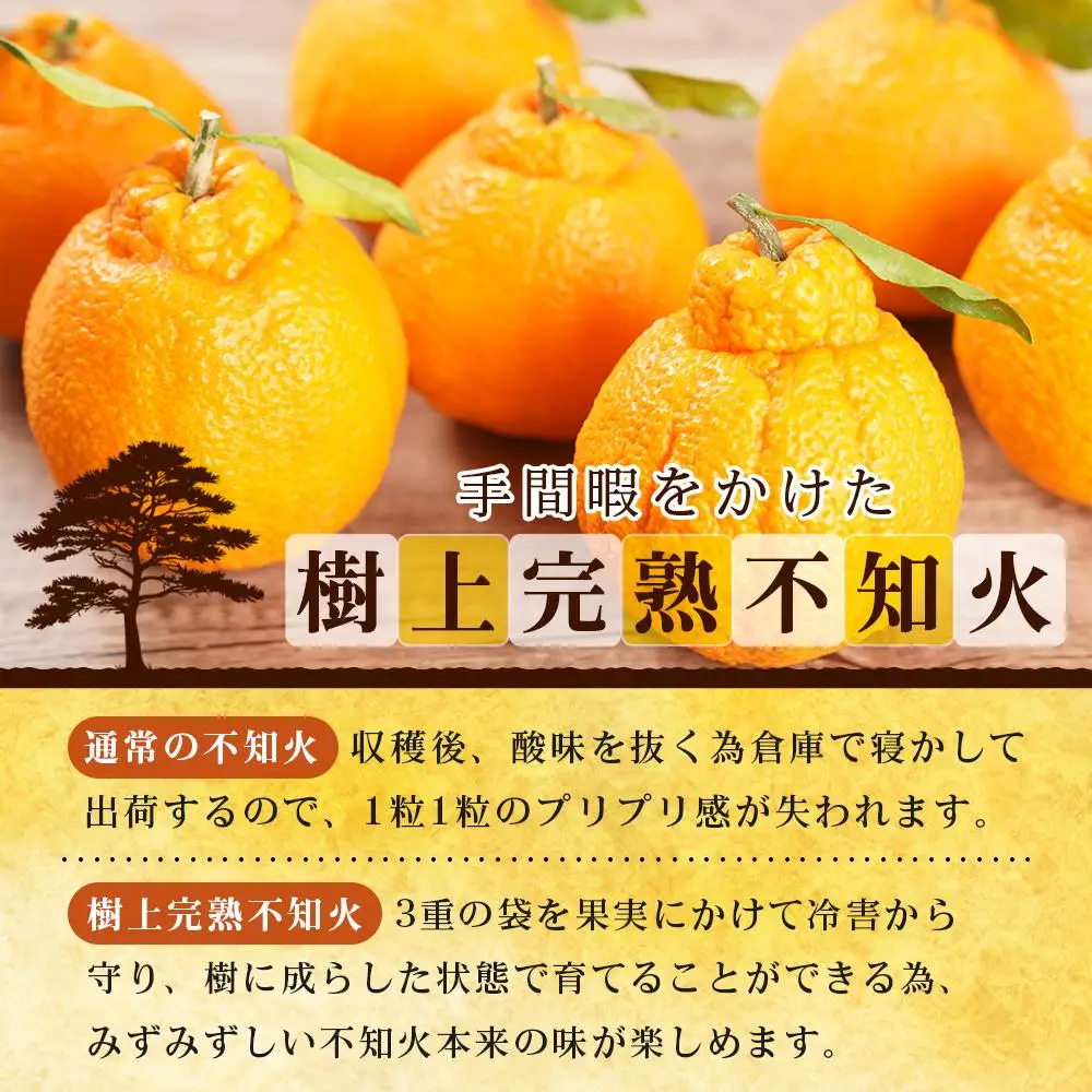 ［贈答用化粧箱入］ 不知火 樹上完熟 約2kg （5～8個入）［2027年2月末頃から3月末頃発送］［KG10］