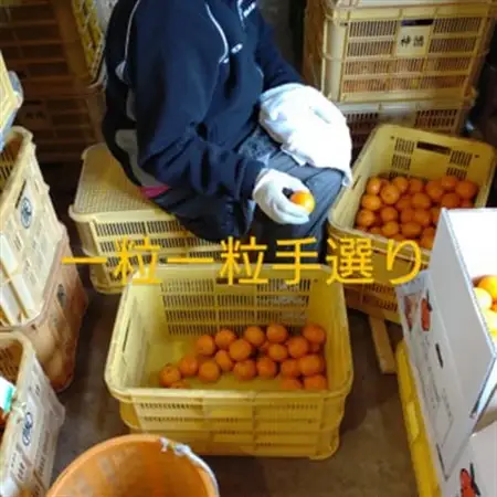 隠れ名産地　和泉みかん温州早生(小玉中玉大玉サイズミックス)　5kg【1535223】
