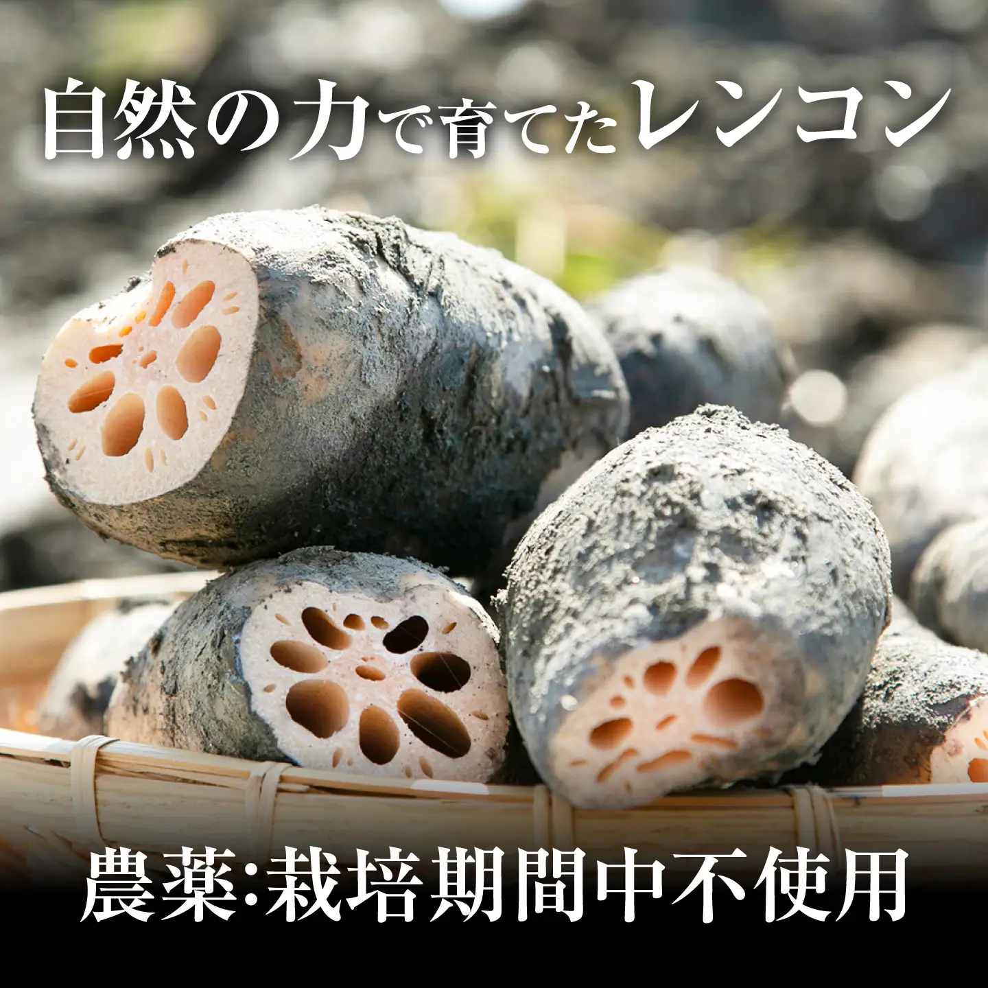 【8月中旬より順次発送】れんこん 2kg 「SEIMEI」 手掘り 蓮根 レンコン / 水谷グルッポ[AEBX001]