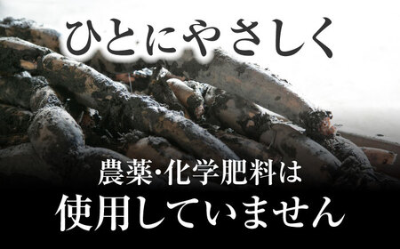 【8月中旬より順次発送】れんこん 5kg 「SEIMEI」 手掘り 蓮根 レンコン / 水谷グルッポ[AEBX002]