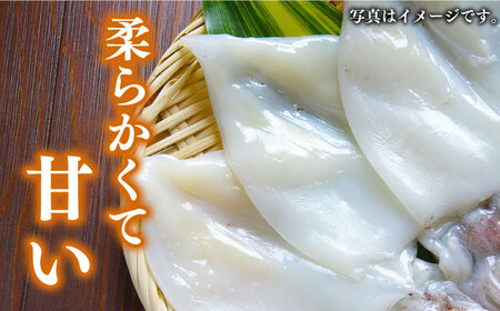 【全2回定期便】対馬産 剣先いか 生 干し [WAC059] 剣先イカ いか 一夜干し
