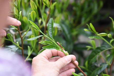 農薬不使用、手摘み「放任茶」30g×5袋 (a15-386)