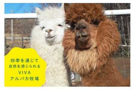 アルパカのエサ
