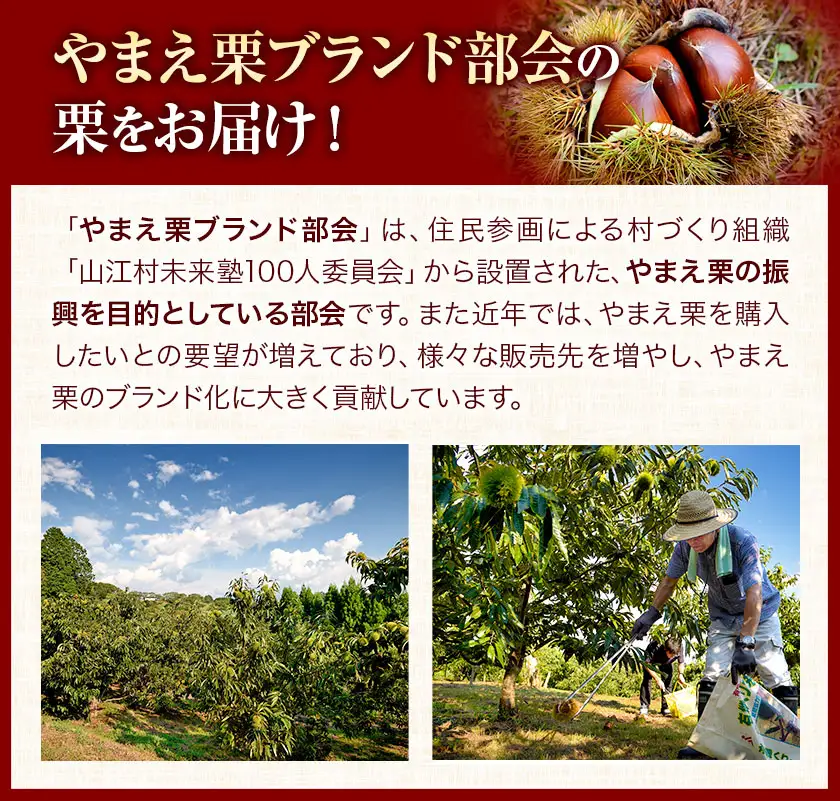 GI認証登録 山江村の やまえ栗 生栗 3kg 品種指定なし 筑波 美玖里 など旬の品種 やまえ栗ブランド部会 有限会社やまえ堂《9月上旬-10月下旬頃出荷》熊本県 球磨郡 山江村 栗 くり フルーツ 熊本県産 果物 早期 予約