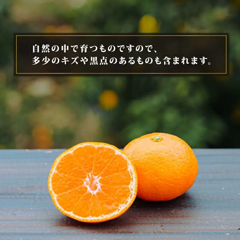 みかん 南柑20号 温州みかん 5kg コルレオファーム B010-145008