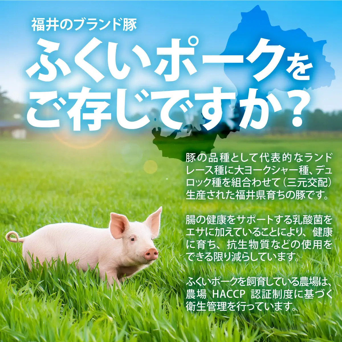 ふくいポーク ロース・肩ロース 約1kg [A-012009]