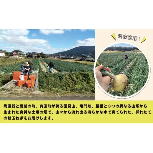 【2026年11月～発送】農家直送！サトちゃん農園のクリスマスオニオン 4kg 【サトちゃん農園】たまねぎ 新玉ねぎ しんたま クリスマス 料理 サラダ フレッシュ ごちそう | 10000円以内 1万円以内 | fu001
