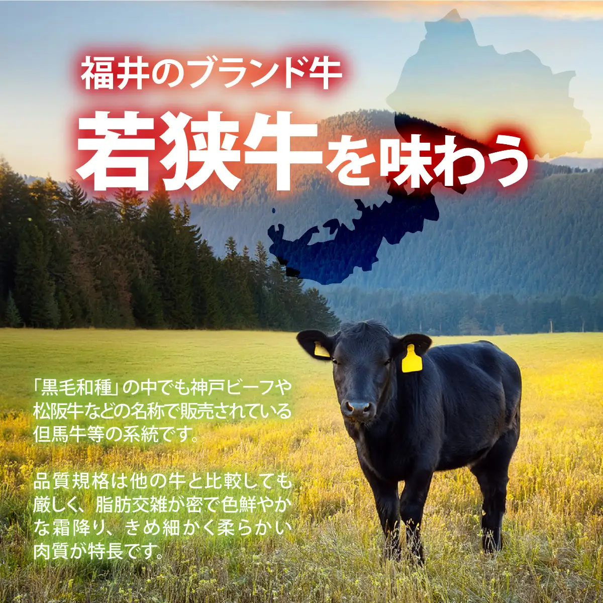 若狭牛 肩ロース 450g フライパンサイズ [A-012010]