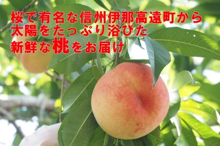 信州高遠町産 桃 約1.5kg おまかせ3品種【010-82】