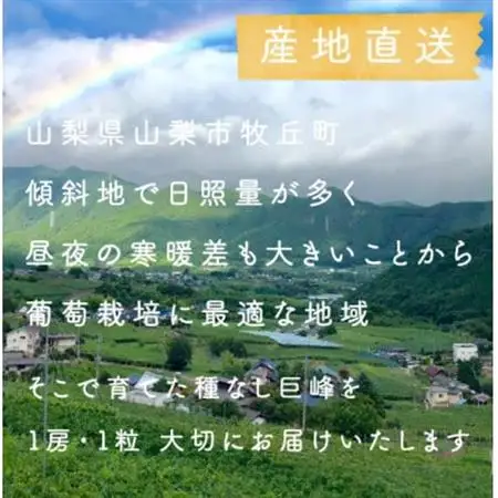 巨峰ぶどう(種なし) 2kg 以上 産地直送 山梨県山梨市牧丘産【配送不可地域：離島・沖縄県】【1535988】