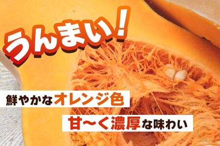 [訳あり] バターナッツかぼちゃ 20kg【数量限定／期間限定】9月下旬より順次発送｜南瓜 カボチャ 産地直送 農家直送 野菜 訳あり品 甘楽町産 群馬県産 吉田農場 訳アリ ワケあり [0216]