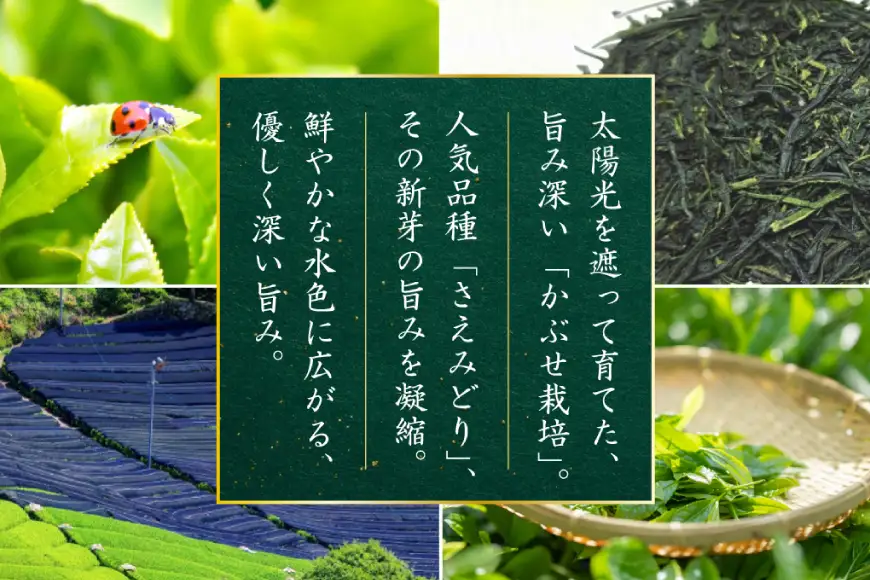 お茶 緑茶 深蒸し煎茶 深緑 80g×1本