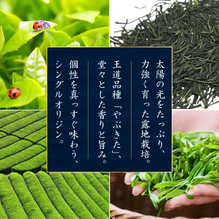 お茶 緑茶 煎茶 晟 70g×1本