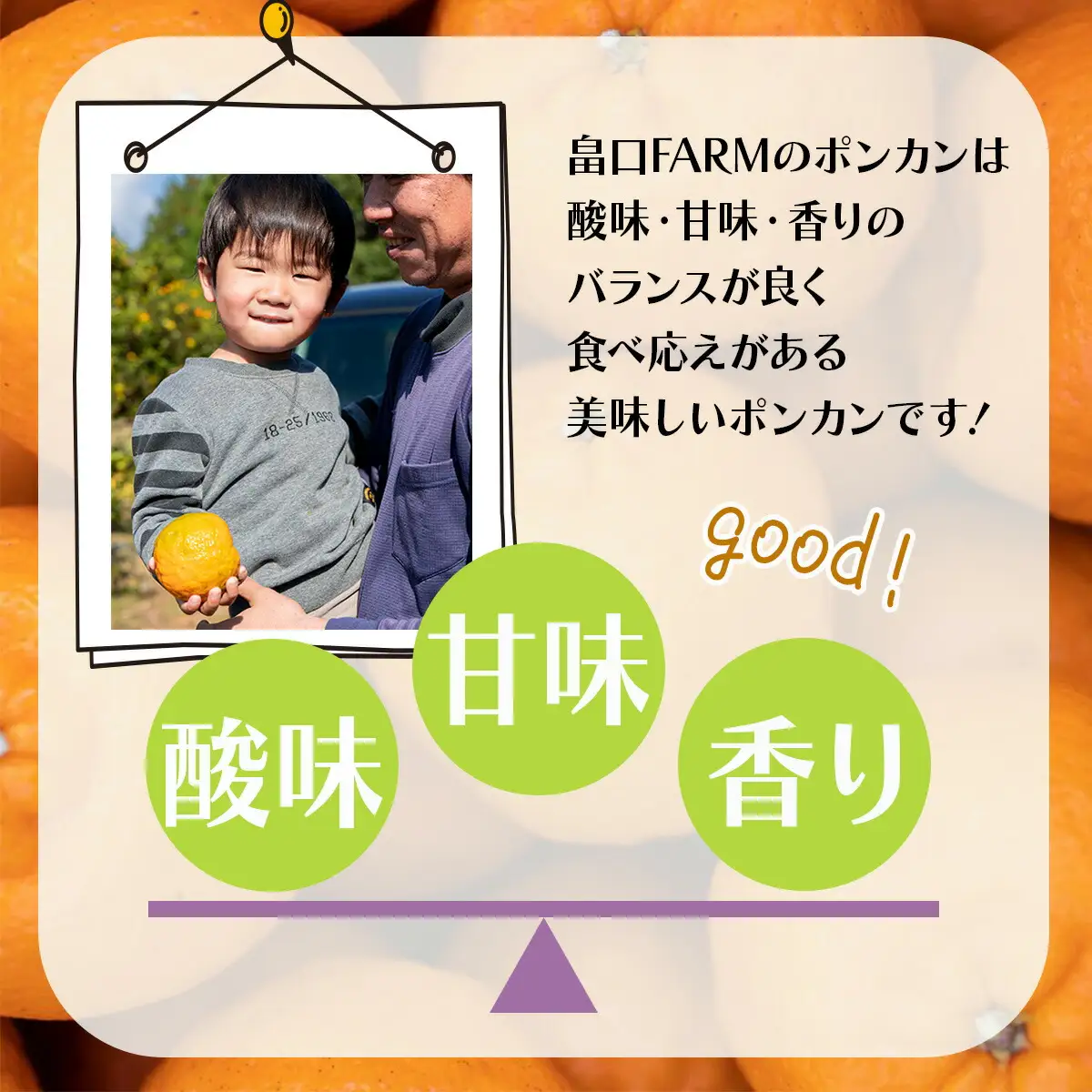 【先行予約】ポンカン 贈答用 5kg【畠口FARM（畠口　佳養）】