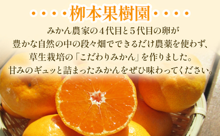 家庭用 柳本果樹園の山北みかん 3kg 大小混合(2S～L) - 果物 フルーツ 柑橘類 温州みかん ミカン 蜜柑 甘い おいしい 訳あり キズ 大小混合 期間限定 季節限定 数量限定 高知県 香南市 yg-0034