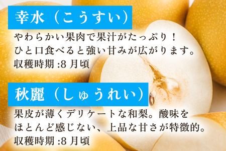 【2026年先行予約】新潟県産 和梨 おまかせ3kg 【7品種から旬の和梨3kgをお届け】 園主おすすめ厳選和梨 （幸水・秋麗・豊水・あきづき・新美月・新王・新興） 《8月下旬から順次発送》