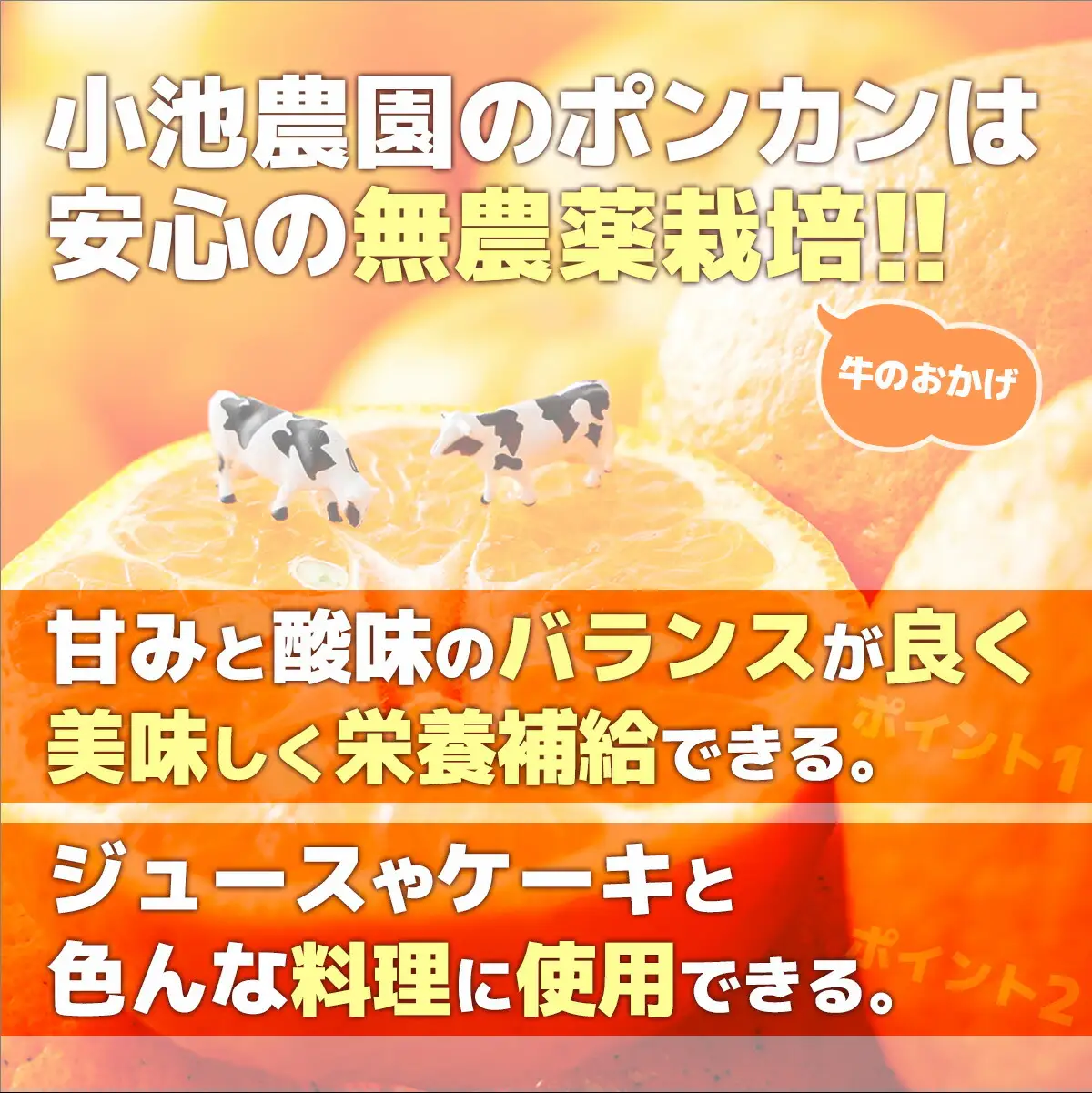 コクうまポンカン＜5kg＞ サイズ混合【小池農園】