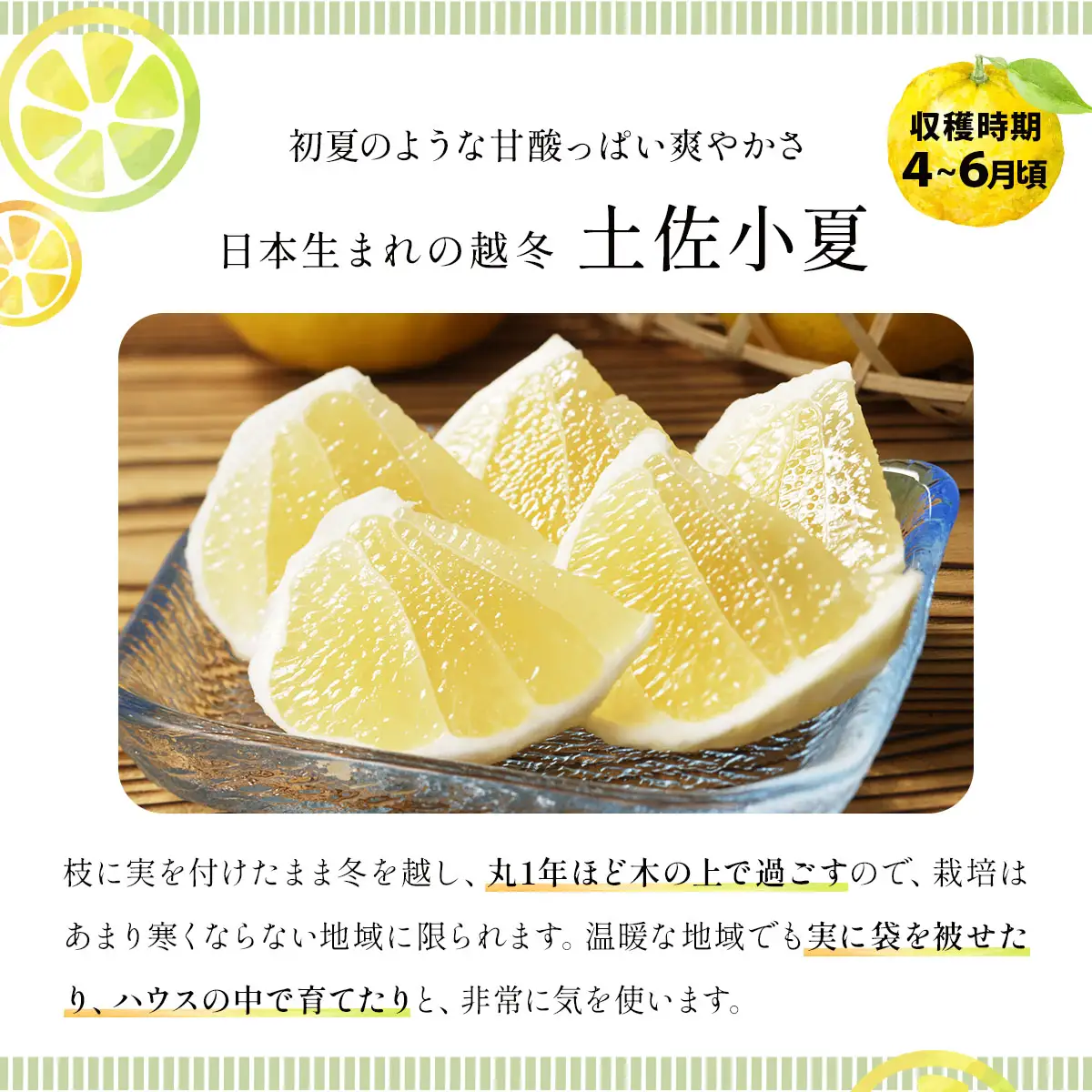 小夏　3kg　TA15 　【田中農園】