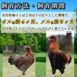 【宮崎ブランド地鶏】朝挽き ”みやざき地頭鶏” もも・むねおためしセット 約1kg（国産 鶏 鶏肉 地頭鶏 モモ ムネ 焼肉 BBQ） 国産鶏肉 鶏肉もも 鶏肉モモ 鶏肉むね 鶏むね