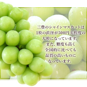 シャインマスカット2房(約1.1kg)家庭用