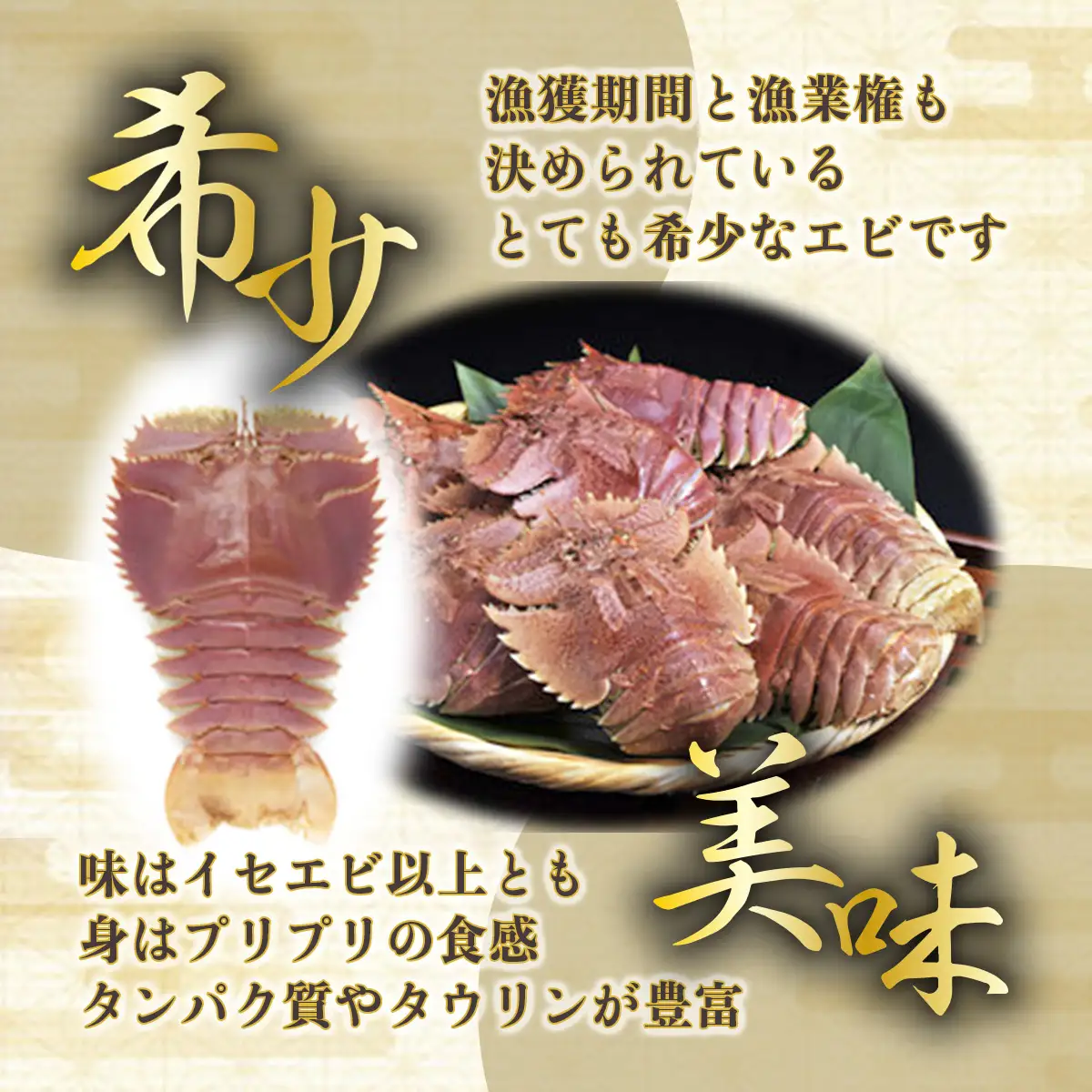 活〆ウチワエビ特大 1000g(5～6尾)