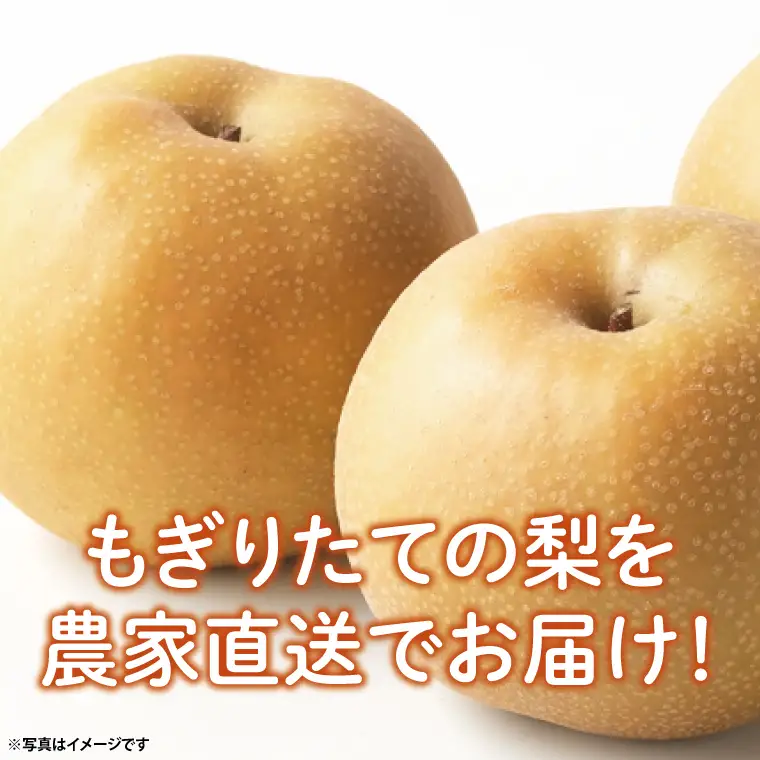 【数量限定】もぎりたての梨！5kg！一番旬の品種をお届け！（幸水・豊水・秋月・新高いずれか1品種）（KR-2）