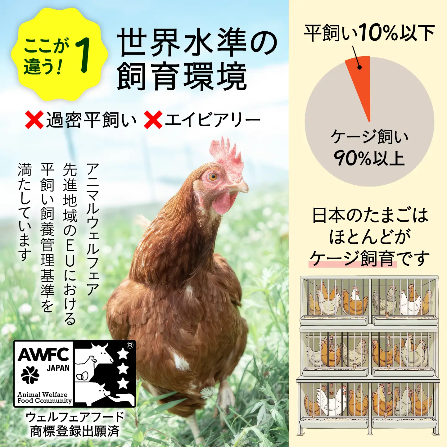 卵 定期便 12ヵ月 50個 計600個 平飼い たまご [AXAN003] 卵