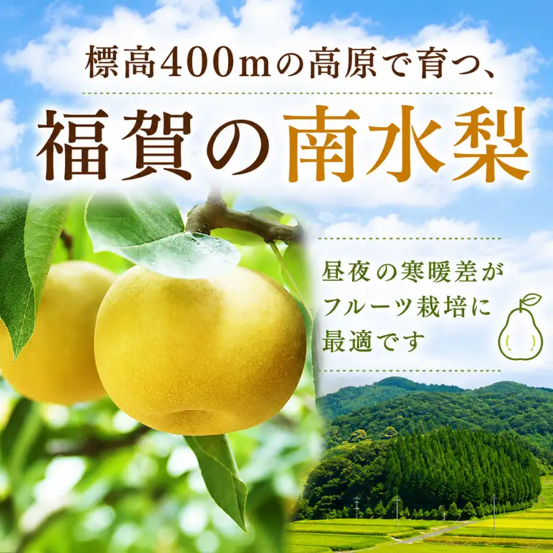 梨 福賀の南水梨 約3kg 7玉 山口県阿武町産 高糖度 シャキシャキ食感 数量限定 【2026年9月20日頃～順次発送】