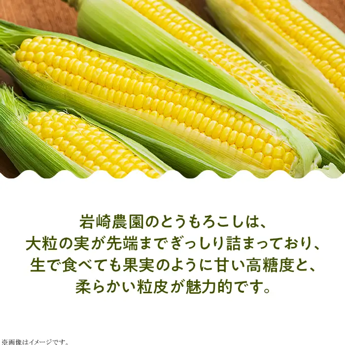 494 とうもろこし 約4kg（味来またはゴールドラッシュ）スイートコーン 2026年10月中旬～11月上旬ころ発送予定 岩崎農園