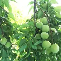 【2027年分先行予約】紀州南高梅　青梅 1.5kg（サイズ混合）※2027年5月下旬～順次発送予定 / 田辺市 果物 果実  梅 生梅 梅干し うめぼし 梅酒 梅ジュース 梅シロップ 手作り 自家製 【sny001-1】 