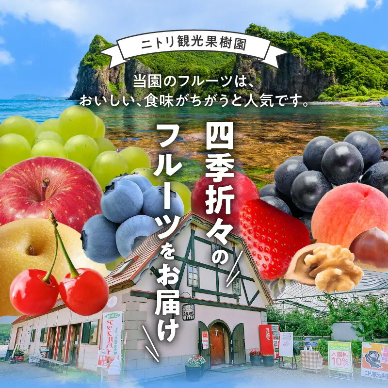 【先行予約：2026年9月上旬以降発送】フルーツ王国余市産「プルーン」 400g×4パック【ニトリ観光果樹園】_Y074-0159