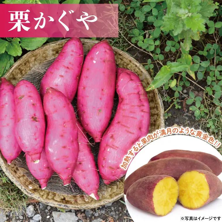 さつまいも 6kg 栗かぐや 益子町 AU016