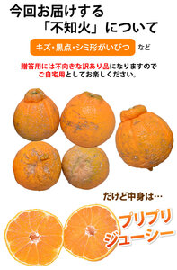 先行予約 訳あり 不知火 7kg【2027年1月中旬-2027年4月下旬発送予定】 しらぬい 果物 フルーツ 規格外 不揃い