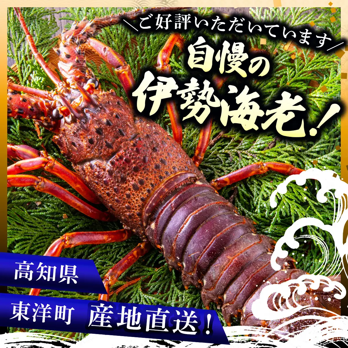 1000尾に1尾レベル！超超BIG伊勢海老 1尾(700g～800g)