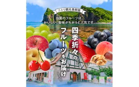 【先行予約：2026年9月中旬以降発送】フルーツ王国余市産「ナイアガラ」2kg【ニトリ観光果樹園】_Y074-0125