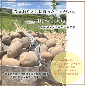 じゃがいも 12kg かたもとオーガニックファーム 野菜 京野菜