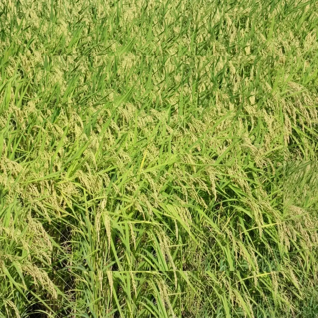 【令和7年産】コシヒカリ 上越産特別栽培米 精米5kg コシヒカリ