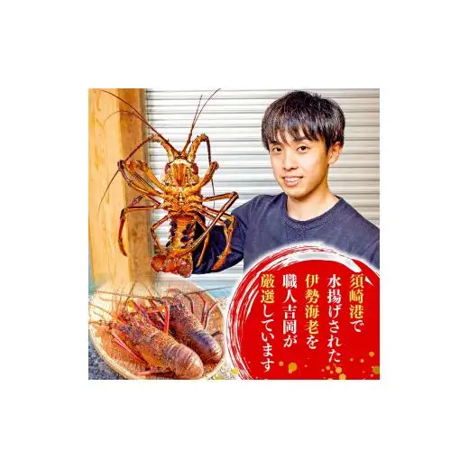 【伊勢海老】 冷凍伊勢海老 700g以上
