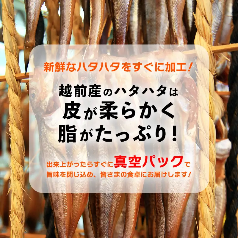 越前産 はたはた 「一夜干しハタハタ詰合わせ（7～9尾入り×5パック）」 [e15-a056]