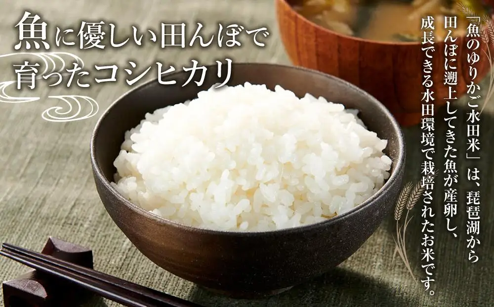 【令和8年度米】米 コシヒカリ 魚のゆりかご水田米 滋賀県産 10kg