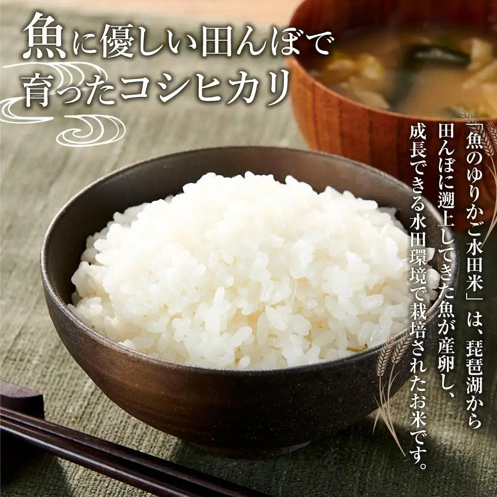 【令和8年度米】米 コシヒカリ 定期便 10kg 5ヶ月 魚のゆりかご水田米【5ヶ月連続】