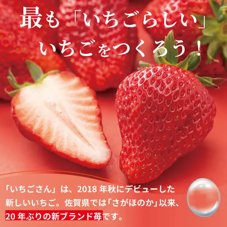 【先行予約】令和9年2月上旬頃出荷開始 いちごさん 2箱セット（600g）ふるかわ農園 苺 いちご 果物 A075-017