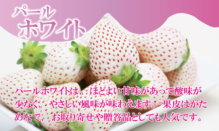 【先行予約】R9年1月中旬頃出荷開始 白いちご パールホワイト（2パック）220g×2（合計440g）白いちご B140-035