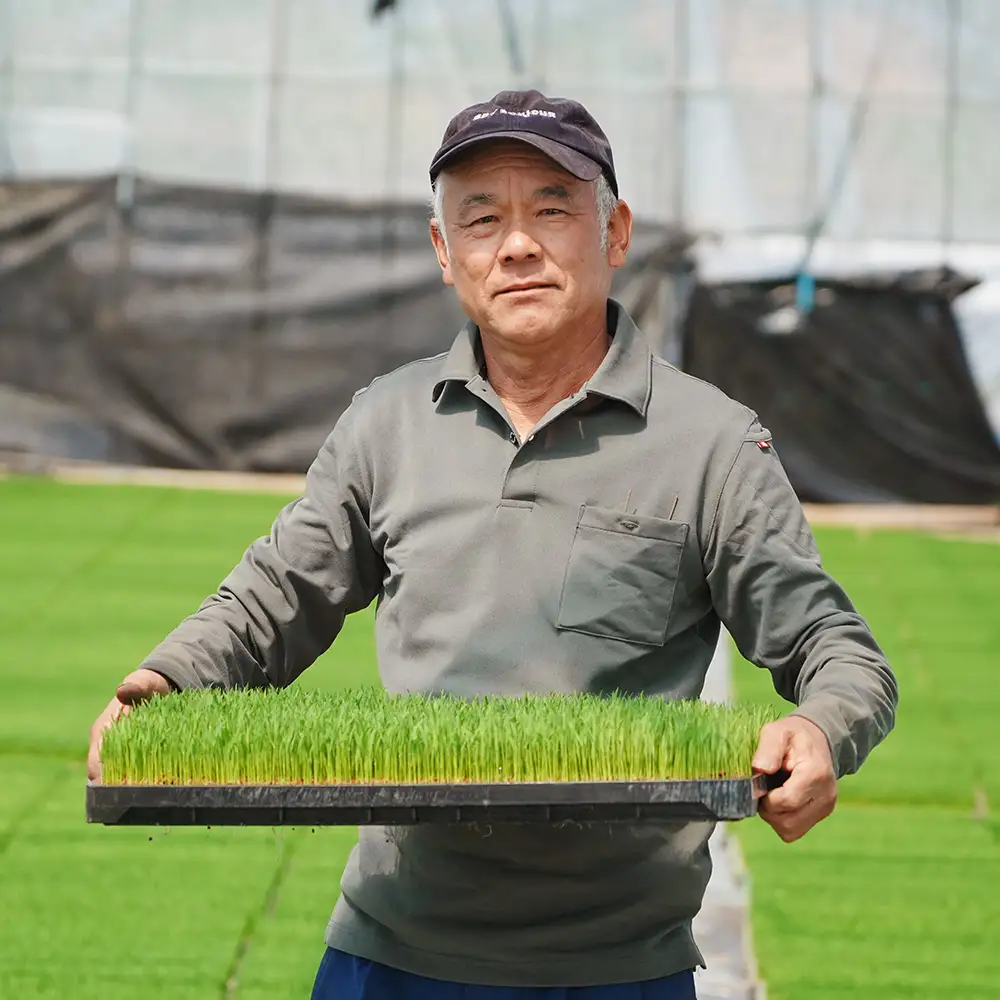 【9月中旬~下旬発送】新米 玄米 ひとめぼれ 30kg 令和8年産 山形県 gt-higxx30-9s