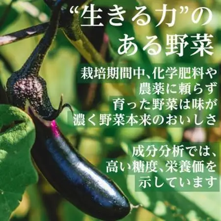 【毎月定期便】有機 野菜　おためしセット　オーガニック野菜　有機JAS　しあわせ野菜畑全12回【配送不可地域：離島・北海道・沖縄県・四国・九州】【4013500】
