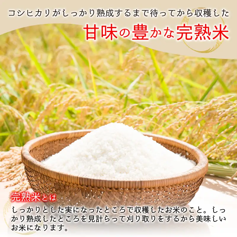 【先行予約】【令和8年産 新米】【12ヶ月定期便】くらもち完熟米 コシヒカリ （白米）10kg（5kg×2袋）×12回　計120kg