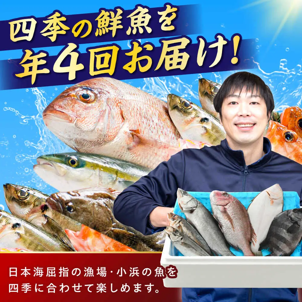 【定期便】全4回(3ヶ月毎発送)【加福鮮魚】「若狭小浜港産地直送」旬の天然鮮魚お任せセット！地魚 下処理済み 刺身 煮魚 焼き魚  小浜市 / 加福鮮魚 【配送不可地域：北海道、北東北（秋田、青森、岩手）、九州、沖縄、離島】[BFBC015] 